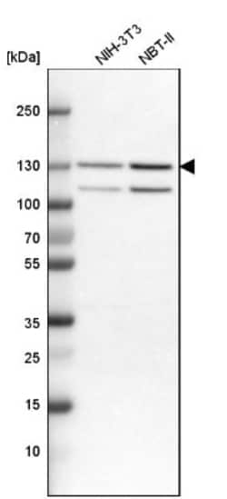 Importin-7 Antibody, Novus Biologicals:Antibodies:Primary Antibodies